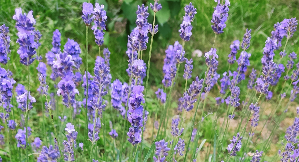СЕМЕЙНОЕ КОНСУЛЬТИРОВАНИЕ